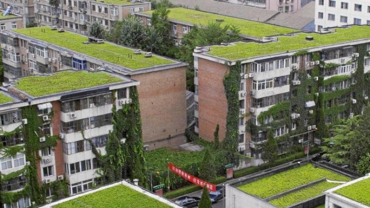Cubiertas vegetales en edificios Cubierta vegetal
